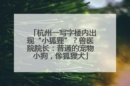 杭州一写字楼内出现“小狐狸”？兽医院院长：普通的宠物小狗，像狐狸犬
